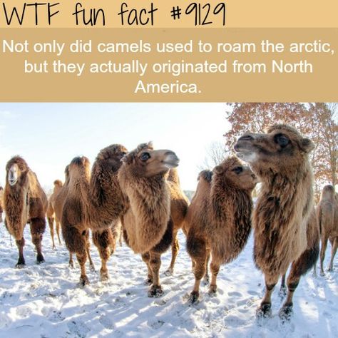 Animal Fun Facts, Fun Facts About Animals, Facts Funny, Animal Fun, Wow Facts, Silly Things, Animal Facts, Cool Pets, Fun Fact