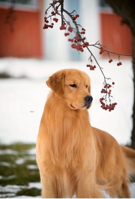 American Golden Retriever, Wallpaper Dog Aesthetic, Animals And Pet Supplies, Golden Retriever Baby, Dog Tattoo Ideas, Wallpaper Dog, Aesthetic Dog, Dog Aesthetic, Designer Dogs