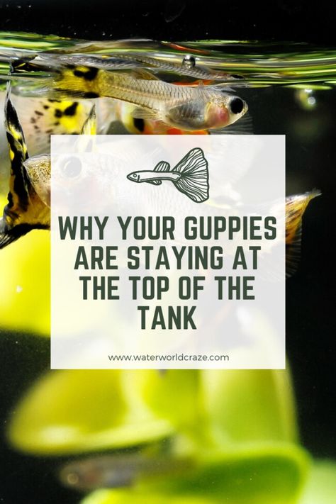 Guppies Fish Tank, Guppy Fish Care, Guppy Fish Types, Guppy Aquascape, Guppies Fish Tank Ideas, Guppy Fish Tank Ideas, Guppy Pond, Endler Guppy, Guppy Aquarium