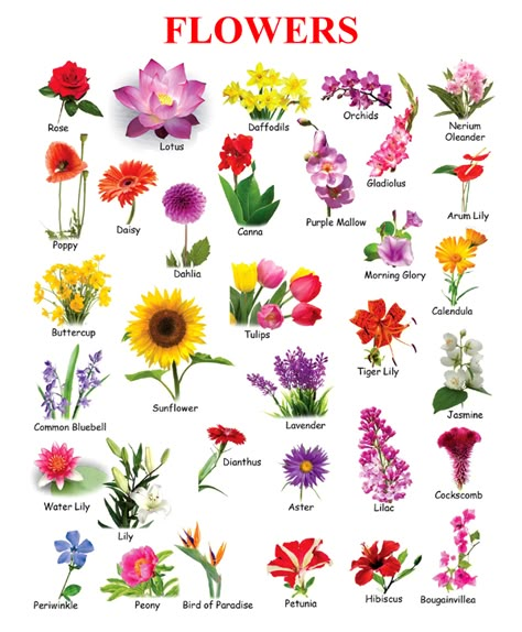 Flowers Name Chart – Toppers Bulletin Indian Flower Names, All Flowers Name, Flowers Name In English, Flowers Name List, Flowers Name, English Flowers, Flower Chart, Flower Drawings, List Of Flowers