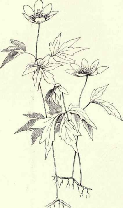 Wind Flower Wood Anemone Anemone quinquefolia 183 Wood Anemone Drawing, Anemone Tattoo, Anemone Nemorosa, Wind Flower, Wood Anemone, Funky Tattoos, Flower Guide, Blue Or Pink, Picture Illustration