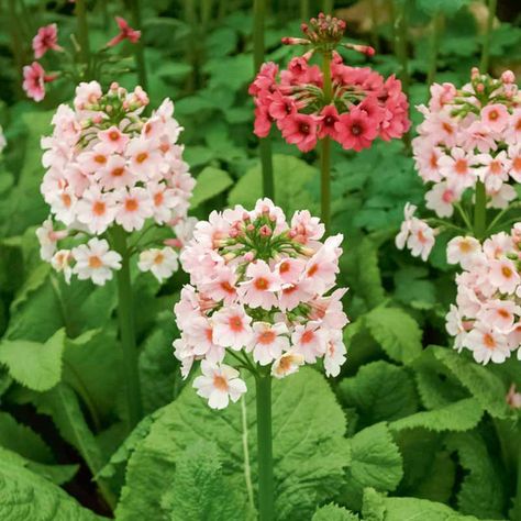 Primula japonica 'Apple Blossom' (Japanese Primrose) Primula Japonica, Primula Vialii, Primula Denticulata, Primrose Plant, Primula Auricula, Plantain Lily, Plant Notes, Bog Garden, Rock Garden Plants