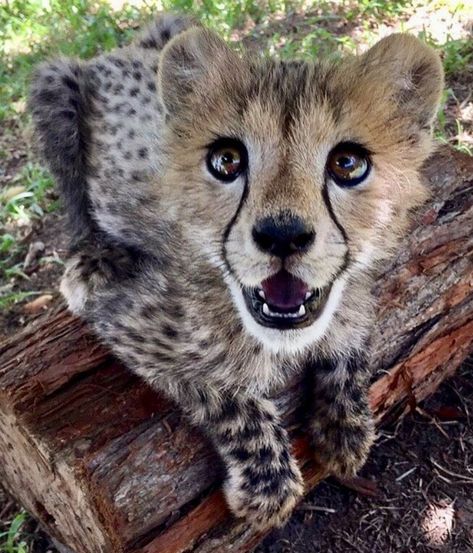 Cheetah cub Cheetah Cub, Bindi Irwin, Super Cute Animals, Pretty Animals, Cheetahs, Silly Animals, Cute Wild Animals, Cute Animal Photos, Silly Cats