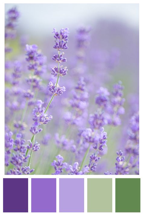 Lavender fields wall art--do it yourself with my digital download printable photos. High resolution files, print any size you need! Instant delivery. Lavender Palette Color, Lavender Palette, Lavender Color Scheme, Lavender Photo, Lavender Wall Art, Lavender Color Palette, Digital Lavender, Lavender Walls, Lavender Nursery