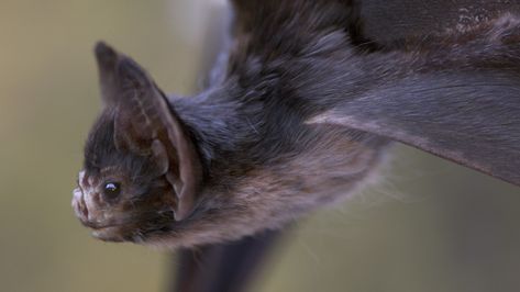 The Vampire Bat, Rusty Currier on ArtStation at https://www.artstation.com/artwork/ybxD6n Small Animation, Bat Photos, Creature 3d, Wild Animals Pictures, Vampire Bat, Cute Bat, Black Bat, Creature Feature, Weird Animals