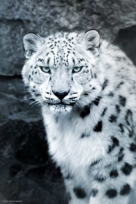 Schneeleopard Portrait - snow leopard portrait (Panthera uncia) | by MissGarfield Future Drake, Jungle Music, Rare Animals, Majestic Animals, Large Cats, Hyena, Snow Leopard, Leopards, Animal Wallpaper