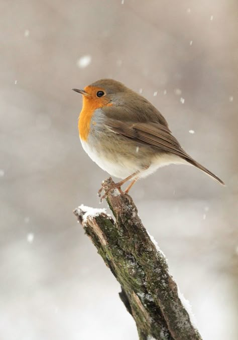 Lovely Background, European Robin, Robin Redbreast, Photography Winter, Red Robin, Robin Bird, Winter Bird, Pictures Photography, Winter Animals