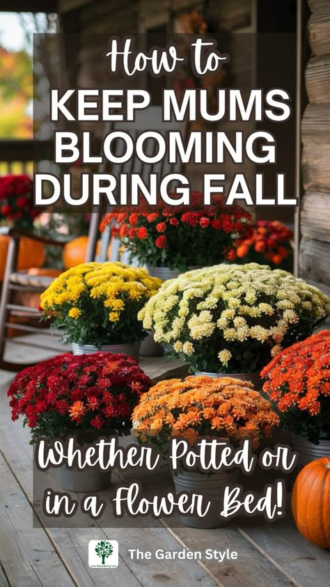 Your fall garden won't be complete without some beautiful mums! If you're not familiar with this gorgeous plant, we're here to help you keep your fall mums alive and blooming whether they're the envy of your fall flower beds or they're potted in planters on the front porch. Complete your dream garden for fall using these tips and ensure your autumn landscaping ideas for the front of house shine! Click now! Fall Flower Porch Ideas, Mums In Planters Front Door, Mums Flower Bed Ideas, Porch Mums Decor, Outdoor Mum Display, Mum Flowers Front Porch, Orange Mums Front Porch, Landscaping With Mums, Planted Mums Front Yard