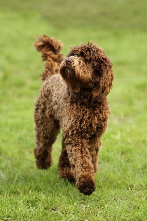 70+ Best Barbet Dog Names French Water Dog, Barbet Dog, Portugese Water Dogs, Labradoodle Dog, Labradoodle Dogs, French Dogs, Australian Labradoodle, Portuguese Water Dog, Hypoallergenic Dogs