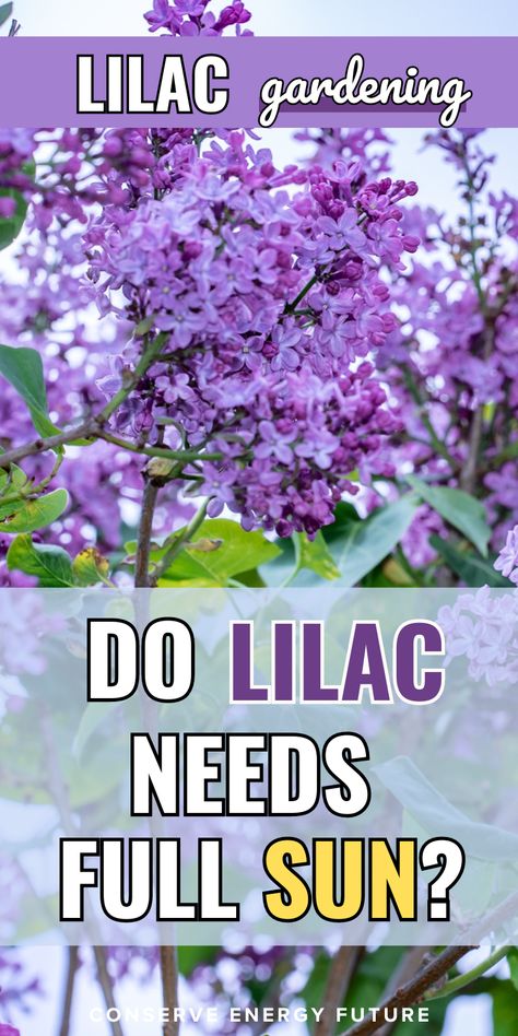 Lilac Plant Care: Lilacs are hardy bushes that bloom in pink and purple flowers, adding a burst of color to your garden. Although they have long lifespans and can tolerate many conditions, do lilacs require full sun conditions?   Here’s a lilac gardening tips and guide. Achieve that lilac plant aesthetic in your front yards! / Lilac planting. lilac flowers. lilac bush. Lilacs / Lilac Bushes Along Fence, Japanese Lilac, Garden Core, Lilac Plant, California Lilac, Lilac Bush, Flowers Lilac, Backyard Layout, Conserve Energy