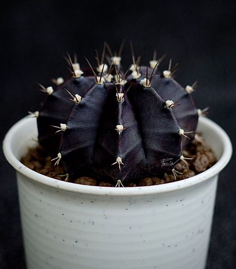 #gymnocalycium  mihanovichii   variegata “Black Widow”  #desertplants #succulents  #cactus  #cacto #cacti #kaktus #cactos #succulentlovers  #cactuslovers  # plants #cactusThailand Cactus Names, Black Succulents, Black Cactus, Gymnocalycium Mihanovichii, Goth Garden, Potted Plants Outdoor, Small Cactus, Merritt Island, Succulents Cactus