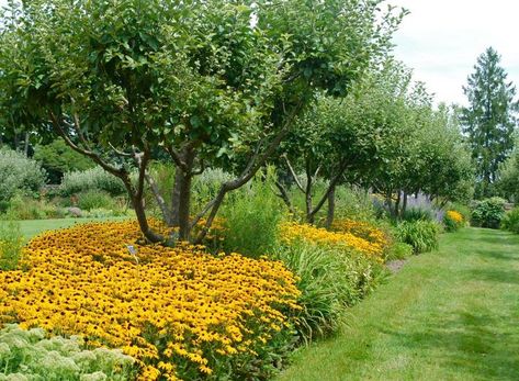 Underplanting Fruit Trees, Tree Allee, Bottlebrush Buckeye, Betula Papyrifera, Birch Tree Leaves, Fruit Tree Garden, Russian Sage, Idea Box, Tudor Revival