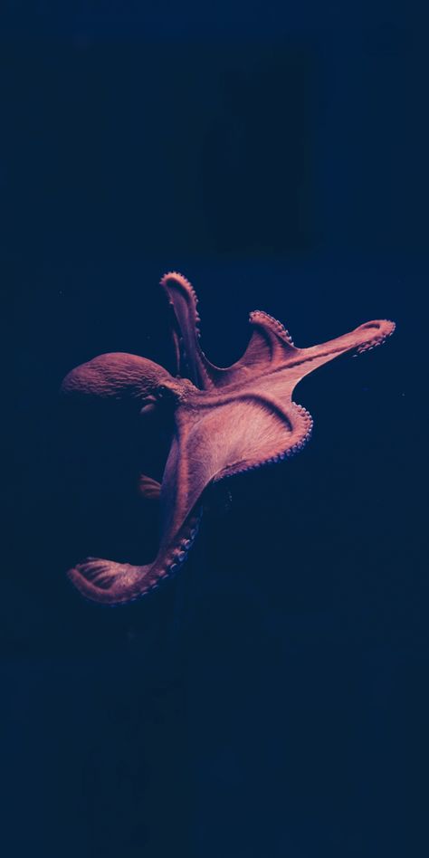 Pink Octopus Wallpaper, Octopus Aesthetic Wallpaper, Octopus Wallpaper Aesthetic, Octopus Wallpaper Iphone, Cute Octopus Wallpaper, Sea Animal Wallpaper, Sea Animals Wallpaper, Wallpaper Biology, Moody Tattoo