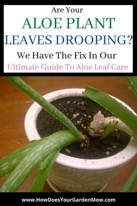 Harvesting Aloe, Aloe Plant Care, Aloe Vera Plant Indoor, Growing Aloe Vera, Aloe Plants, Household Plants, Plant Care Houseplant, Succulent Garden Diy, Inside Plants