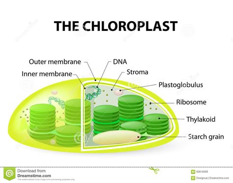 Chloroplast Structure, A Level Biology, A Typical, Dream Home Design, Biology, Stock Illustration, Stock Vector, Vector Illustration, House Design