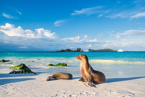 Islas Galápagos, un laboratorio natural en medio del Pacífico - Foto 1 Best Romantic Getaways, Galapagos Tortoise, Fauna Marina, Adventure Vacation, Vacation Deals, Tropical Destinations, Jules Verne, Beach Rentals, Galapagos Islands