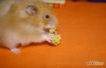 How to Make Peanut Butter Hamster Treats: 7 Steps (with Pictures) Diy Hamster Food, Peanut Butter Treats, Hamster Diy, Hamster Food, Hamster Treats, Easy Bake, Good Behavior, Snacks To Make, Homemade Treats