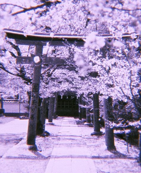 Purple Library Aesthetic, Japanese Temple Aesthetic, White Japanese Aesthetic, Purple Library, Temple Aesthetic, Background Candy, Aesthetic Lavender, Sun Halo, Purple Aesthetics