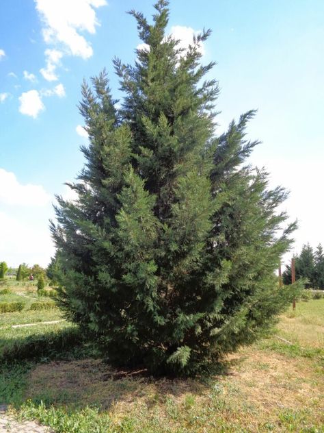 Eastern White Cedar, Northern White Cedar, Thuja Occidentalis, Keystone Species, Cedar Oil, Pollinator Plants, Bald Cypress, Specimen Trees, White Cedar