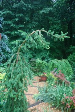 Weeping Norway Spruce Picea abies 'Pendula' Light needs:	Partial to full sun Average landscape size:	Slow growing to 3 ft. tall, taller if staked; trailing branches to 10 ft. wide Care Information:Follow a regular watering schedule during the first growing season to establish a deep, extensive root system. Watering can be reduced after establishment. Feed with a general purpose fertilizer before new growth begins in spring. Weeping White Spruce, Weeping Norway Spruce, Roses Garden Care, Potted Gardens, Conifer Garden, Weeping Trees, Weeping Cherry Tree, Picea Abies, Norway Spruce