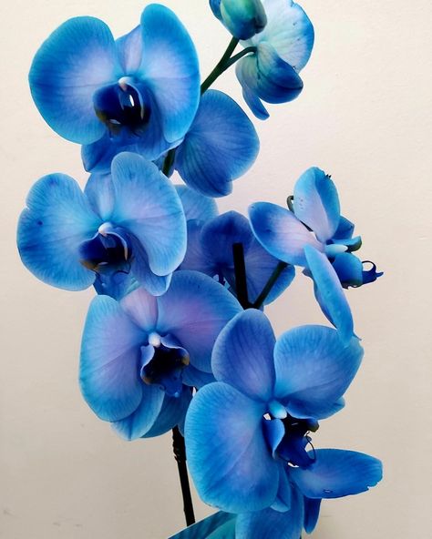 Royal Blue Orchids, Blue Orchids Aesthetic, Blue Orchid Tattoo, Blue Orchid Flower, Orchid Blue, Orchid Photography, Flowers Black Background, Anthurium Flower, Watercolor Art Face