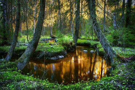 Little forest pond Forest Pond, Forest Drawing, Pond Painting, Forest Grove, Nature Of God, Gold Water, Walk In The Woods, Magical Forest, The Grove