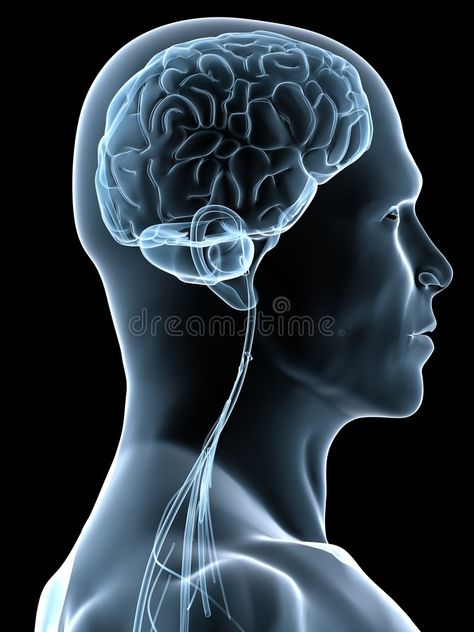 Human brain. 3d rendered anatomy illustration of a human head shape with brain , #Aff, #rendered, #anatomy, #Human, #brain, #head #ad Anatomy Illustration, Dandelion Designs, Human Head, Human Brain, 3d Cartoon, Summer Is Coming, Head Shapes, Anatomy, Vector Art