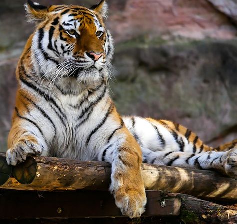 Tiger Sitting, Tiger Images, Cat Photography, Cat Behavior, A Tiger, Wildlife Animals, Cat Care, Wild Life, Pretty Cats