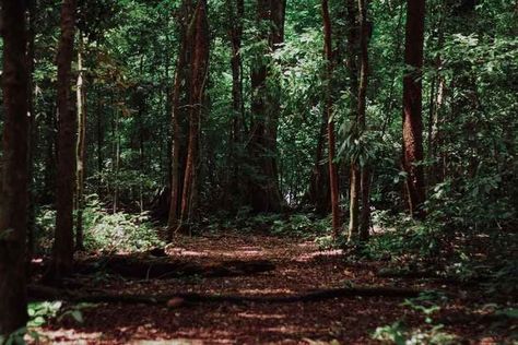 Hunt Aesthetic, Forest Witch Aesthetic, Trees Background, Corbett National Park, Jim Corbett National Park, Jim Corbett, Forest Bathing, Forest Pictures, Witch Aesthetic