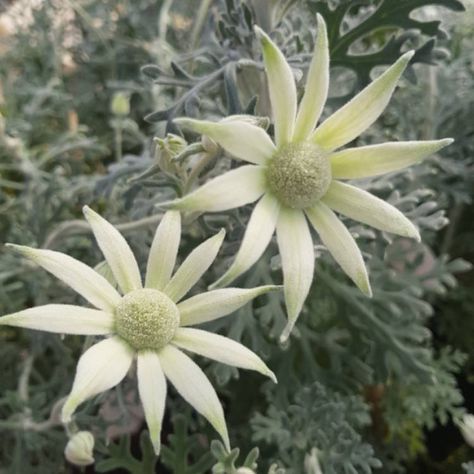 Flannel flowers Fence Murals, Rural Garden, Drawing Backgrounds, Australian Natives, Australian Wildflowers, Flannel Flower, Australian Flowers, Australian Native Flowers, Flower Close Up