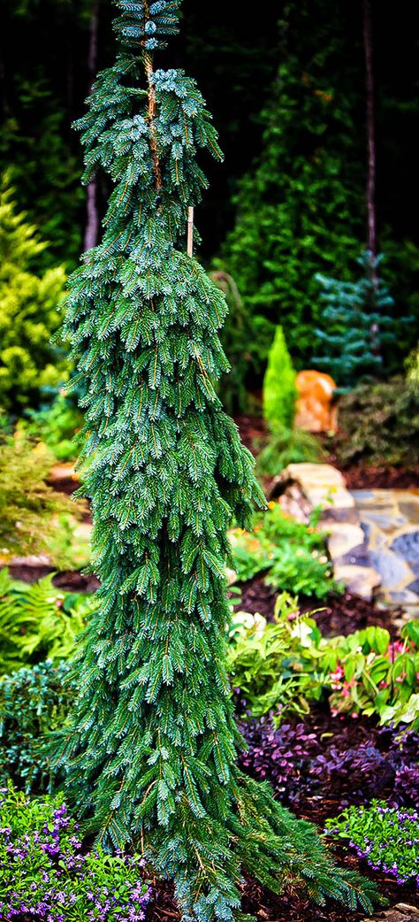 Buy Bruns Weeping Serbian Spruce Online. Arrive Alive Guarantee. Free Shipping… Más Weeping Spruce, Picea Omorika, Serbian Spruce, Twisted Branches, Weeping Trees, Evergreen Landscape, Conifers Garden, Japanese Plants, Landscaping Trees