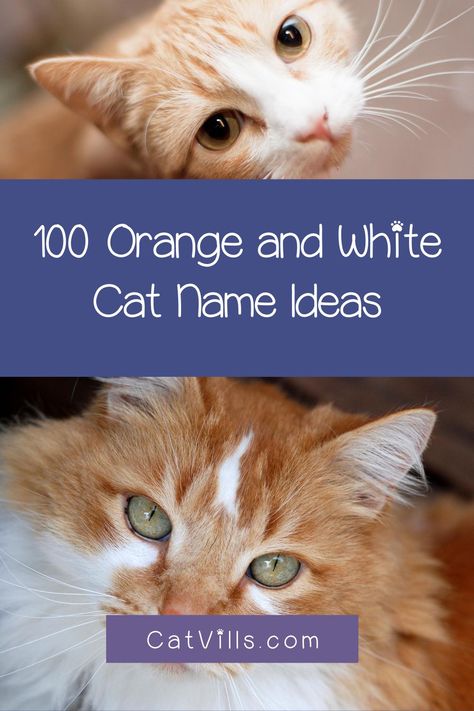 Orange And White Tabby Cats, Orange Kitten Names, Orange Cat Names, Ginger Cat Names, Tabby Cat Names, Boy Cat Names, White Tabby Cat, Warrior Cat Names, Orange And White Cat