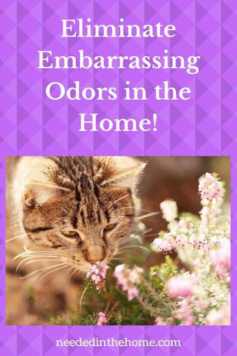 Eliminate Embarrassing Odors in the Home! / Cleaning well to reduce the smell #cleaning #homeodors #nicesmellinghome #eliminateodors from NeededInTheHome Litter Smell Hacks, Getting Rid Of Cat Smell In House, How To Get Cat Smell Out Of House, Cat Odor Eliminator Diy, Cat Litter Smell Get Rid Of, Cat Tips And Tricks, Cat Smell Out Of House How To Remove, Litter Box Smell Hacks, Pet Odor Eliminator House