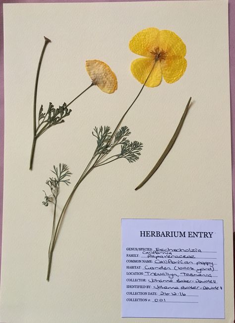 Creative herbarium Herbarium Book Ideas, Herbarium File, Herbarium Ideas, Herbarium Aesthetic, Herbarium Art, Plant Press, Field Journal, Pressed Flower Crafts, Plant Journal