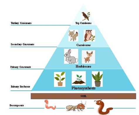 This is an educational illustration that serves as a visual teaching aid to explain the concept of trophic levels in an ecological system. It employs a pyramid structure to denote the diminishing number of organisms and flow of energy as one moves up from producers to top-level predators. Each level is clearly labeled and populated with representative species to facilitate comprehension of the energy transfer within the food chain Population Pyramid Worksheet, Food Pyramid Illustration, Real Food Pyramid, Human Pyramid Formation, Ecological Pyramid, Trophic Levels Pyramid, Trophic Level, Energy Pyramid, Educational Illustration