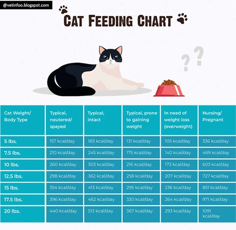 Cat feeding schedule and things to know Cat Feeding Chart, Cat Feeding Schedule, Obese Cat, Nurse Cat, Cat Supplements, Cat Diet, Cat Nutrition, Cat Ages, Nutrition Guidelines