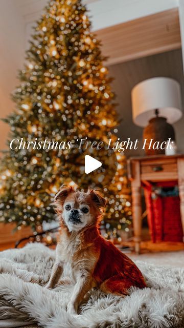 169K views · 12K likes | Karlee Gail Bowman on Instagram: "My Christmas light hack! I use three different types of Christmas lights on my tree. Trust me - this hack will make any tree amazing! It’s bright! Don’t be confused by the baby bump. This recording is from last year 😂 #christmastree #christmasdecor #christmasdecorating #homedecor #christmashome #homedecor #christmasdecoration" Colored Tree Lights Decorating Ideas, Best Way To Put Lights On Christmas Tree, How To Make Your Christmas Tree Full, Christmas Tree Lights Ideas, Lights On Christmas Tree, Xmas Tree Lights, Indoor Tree, Christmas Tree Lights, Decorating With Christmas Lights