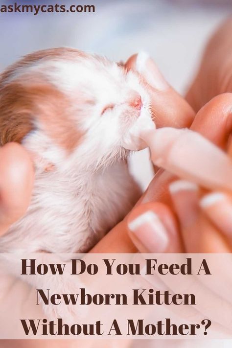 What To Feed Newborn Kittens In An Emergency?
#NewbornKittens #cat #feed Bottle Feeding Newborn, Cat Birth, Feeding Kittens, Raising Kittens, Kitten Formula, Pregnant Cat, Small Kittens, Newborn Kittens, Kitten Food