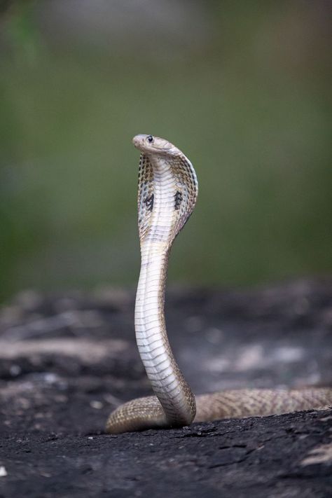 Indian Cobra, Army Love Photography, King Cobra Snake, Snake Images, Snake Photos, Venomous Snake, Neck Patterns, Snake Wallpaper, Cobra Snake