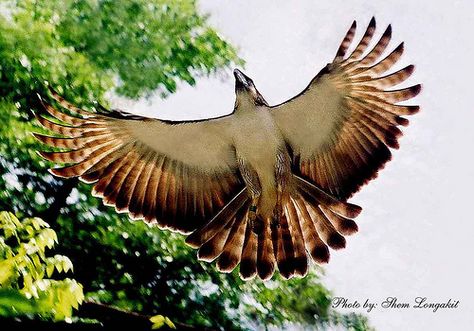 Philippine or moneky-eating eagle in flight Steller's Sea Eagle, Philippine Culture, Philippine Eagle, Lion King Tattoo, Wallpapers Beautiful, Filipino Tattoos, Eagle In Flight, Eagle Wallpaper, Sea Eagle