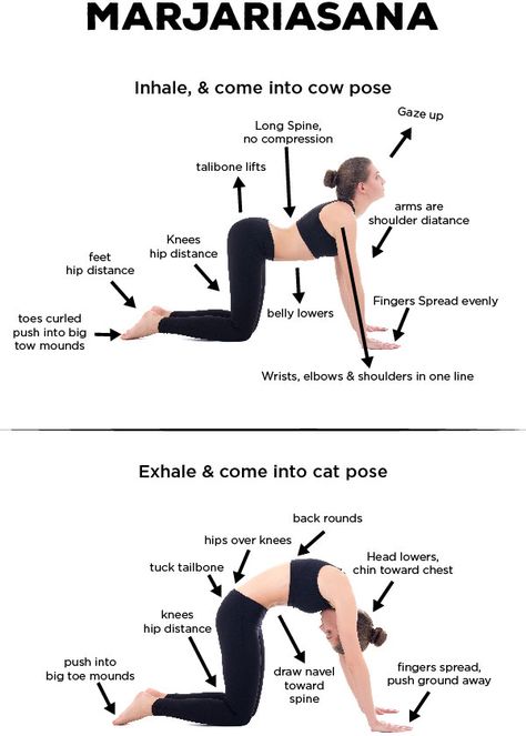 Cat Cow Yoga Pose, 10 Yoga Poses, Cat Cow, Ashtanga Vinyasa Yoga, Cow Pose, Yoga Anatomy, Yoga Beginners, Yoga Lessons, Yoga Video