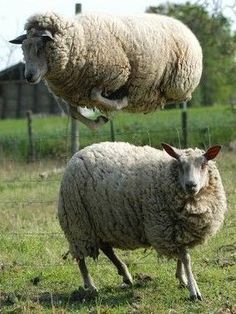 Sheep Leap-Frog Baa Baa Black Sheep, Musk Ox, Sheep Breeds, Counting Sheep, Sheep And Lamb, Creature Feature, Community Manager, Sweet Animals, Animal Photo