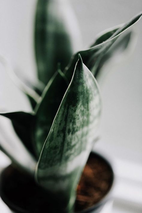 Sanseveria Trifasciata, Plant Person, Green Gardens, Small Indoor Plants, Snake Plants, Plant Crafts, Houseplants Indoor, Plant Photography, Bedroom Plants