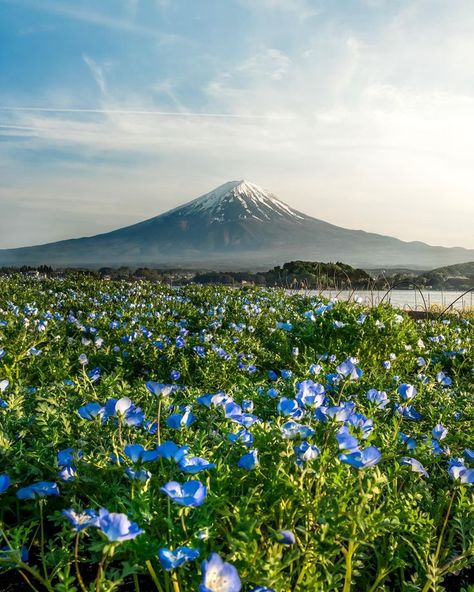 Scenery Inspiration, Travelling Ideas, Monte Fuji, Japan Landscape, Yamanashi, Nature Scenes, Mount Rainier, Natural Wonders, Beautiful Nature