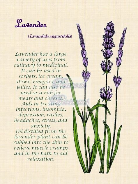 Quotes About Lavender, Herbal Decor, Lavender Meaning, Lavender Print, Lavender Cottage, Growing Lavender, Flower Meanings, Lavender Plant, Lovely Lavender