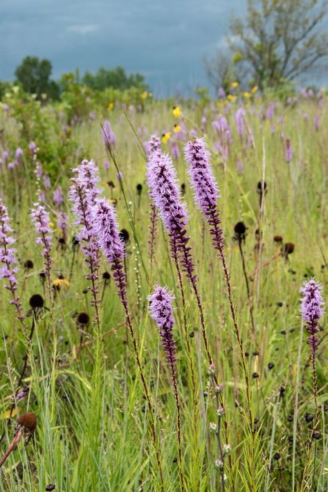 Prairie Seed Mixes | Prairie Nursery Prairie Nursery, Prairie Plants, Prairie Planting, Native Gardens, Prairie Flower, Goth Garden, Prairie Garden, Succession Planting, Moon Nursery