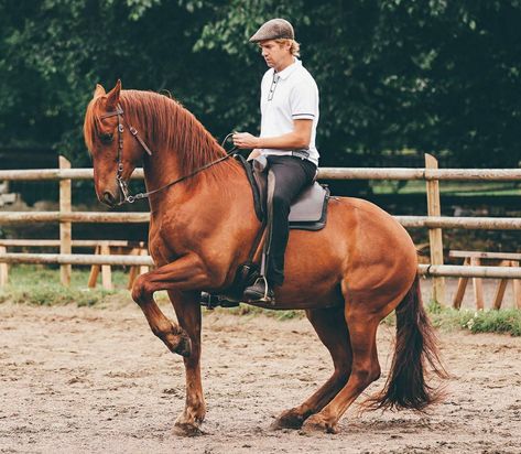 Horse Poses Reference, Horse Pose Reference, Warrior Horse, Classical Dressage, Baroque Horse, Chestnut Horses, Working Equitation, Spanish Baroque, Hair Tail