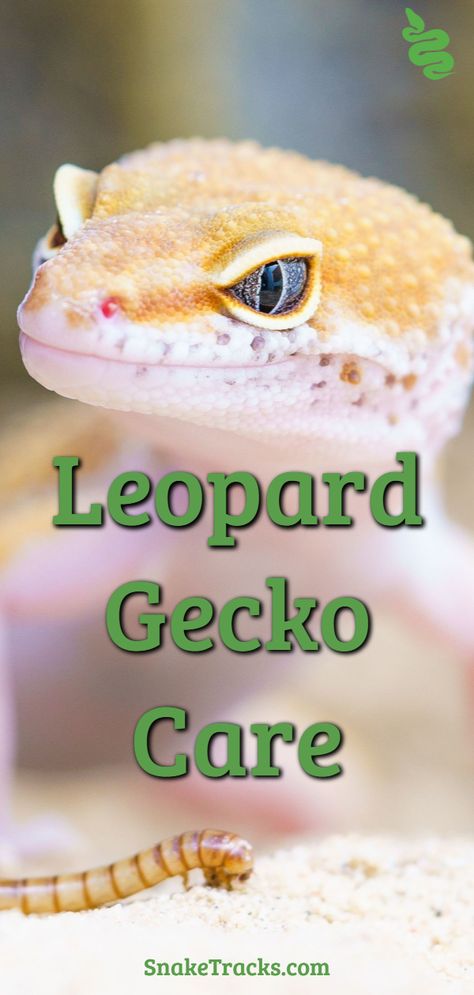 Leopard Gecko Facts, Spotted Gecko, Crested Gecko Care, Leopard Gecko Care, Leopard Gecko Morphs, Fish Room, Gecko Terrarium, Reptile Care, Spotted Leopard