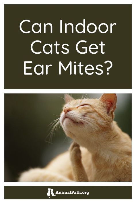 Can indoor cats get ear mites? Cat Ear Mites Remedies Home, Cat Ear Mites, Cat Yowling, Cat Medicine, Itchy Ears, Cat Illnesses, Indoor Cats, Outdoor Cats, Indoor Cat