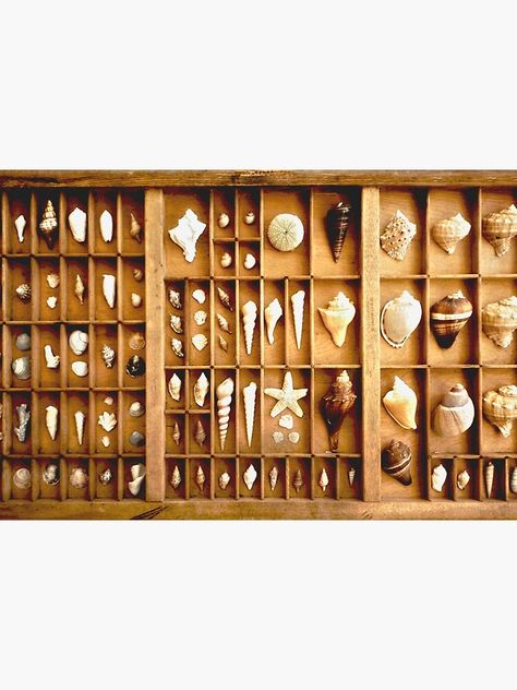 Displaying Shells, Artifact Display, Drawer Art, Diploma Display, Printer Drawer, Seashell Display, Letterpress Drawer, Printers Drawer, My L